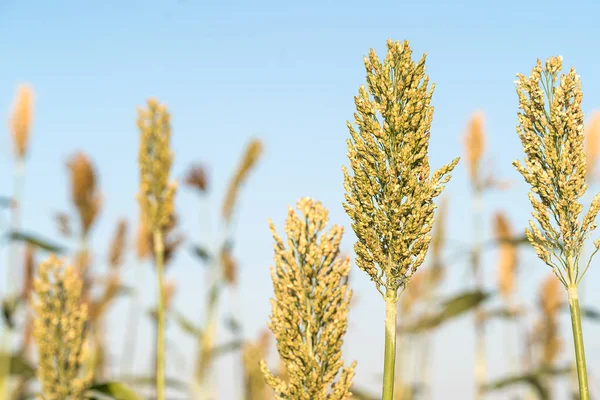 Close up Millet or Sorghum in field Stock Image