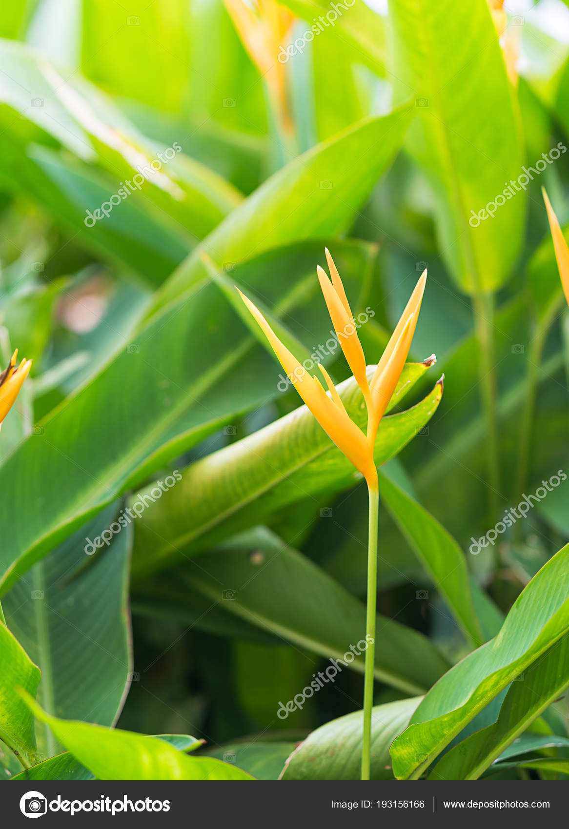 Fleur Oiseau Du Paradis Photographie Stoonn 193156166