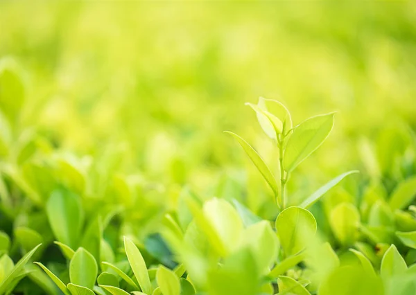 Zbliżenie zielony liść w plantacji — Zdjęcie stockowe