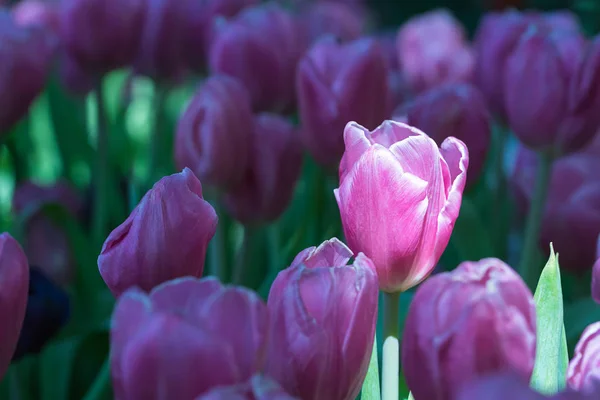 Tulipes violettes dans le jardin — Photo