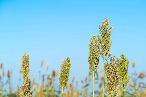 Close up Sorghum in field agent blue sky — Stock Photo, Image