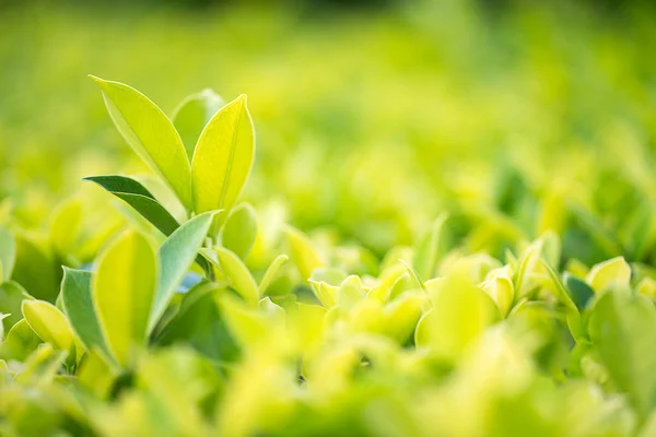 Zbliżenie zielony liść w plantacji — Zdjęcie stockowe