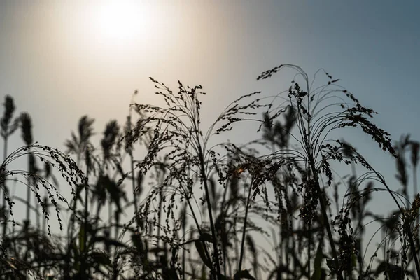 Közeli kép: cirok mező ügynök naplemente — Stock Fotó