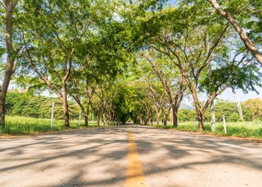 Ağaç tüneli ile asfalt yollar