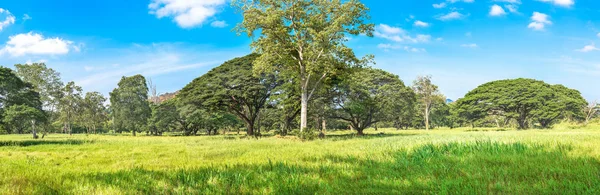 Panoramic Tropical rain forest — Stock Photo, Image