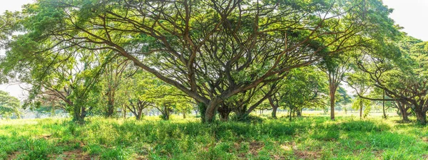 Panoramic Tropical rain forest — Stock Photo, Image