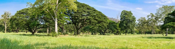 Bosque lluvioso tropical panorámico — Foto de Stock