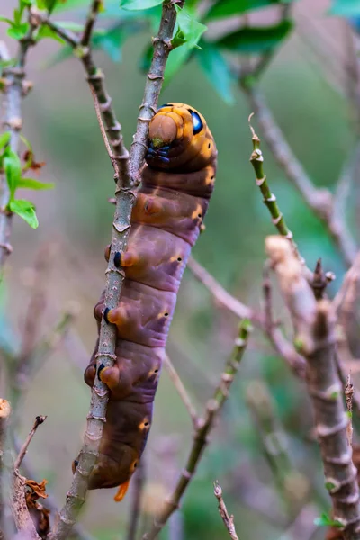 Caterpillars is creeping on tree — 스톡 사진