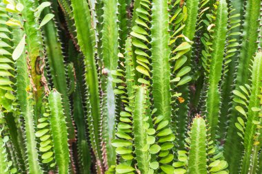 Taze şamdan kaktüsü ağaçları. 