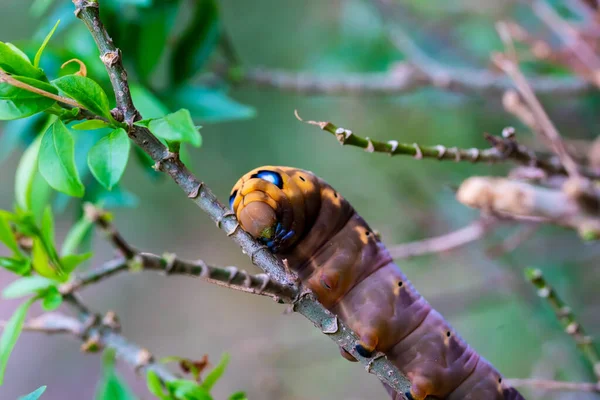 Raupen kriechen auf Baum — Stockfoto