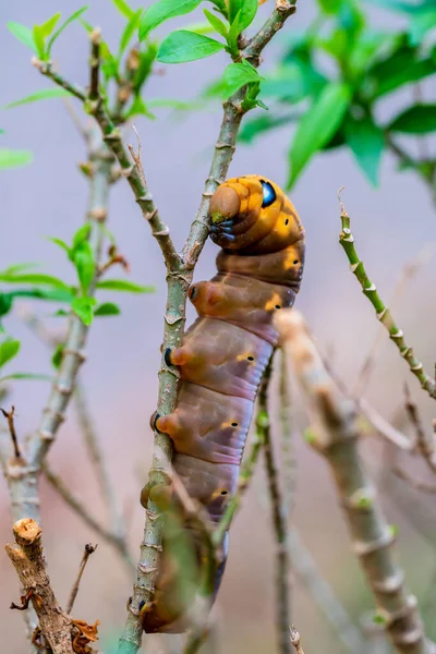 Raupen kriechen auf Baum — Stockfoto