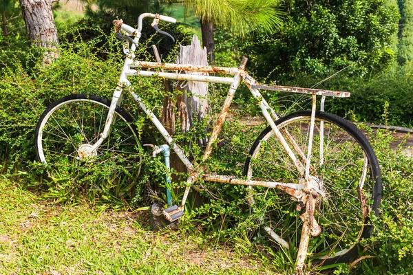 Stary biały rower z zardzewiałym ogrodem — Zdjęcie stockowe