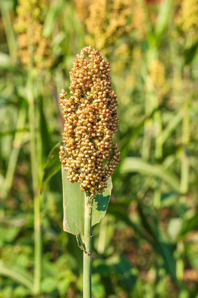 Sorgo nel settore dei mangimi per animali — Foto Stock