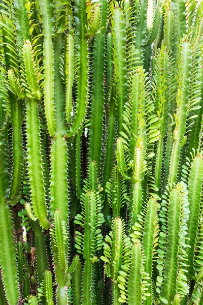 Close Čerstvé Svícny Kaktusy Rostlina — Stock fotografie