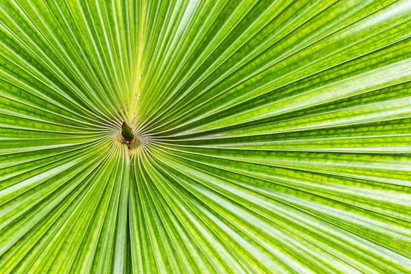 Textura Cerca Hoja Palma Verde Hoja Palma Tropical Con Textura — Foto de Stock