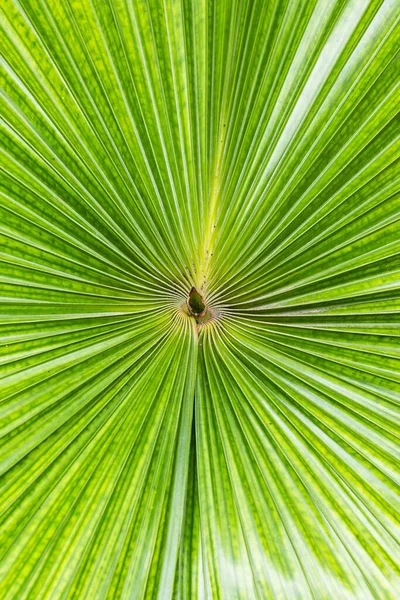 绿色棕榈叶 热带棕榈叶纹理和条纹背景的特写纹理 — 图库照片
