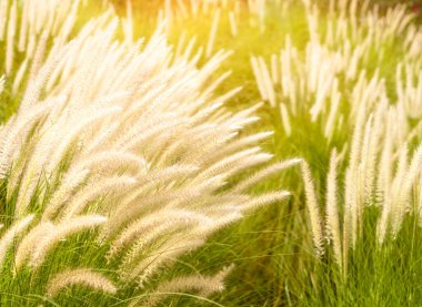 Imperata silindiri Beauv veya Fourtain otları doğada