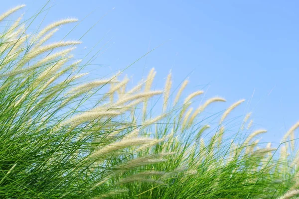 Fourtain Grass Imperata Cylindrica Beauv Feather Grass Nature Agent Blue — Stock Photo, Image