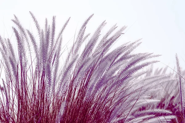 Imperata Cilinddrica Beauv Fourtain Erba Erba Piuma Natura Agente Cielo — Foto Stock