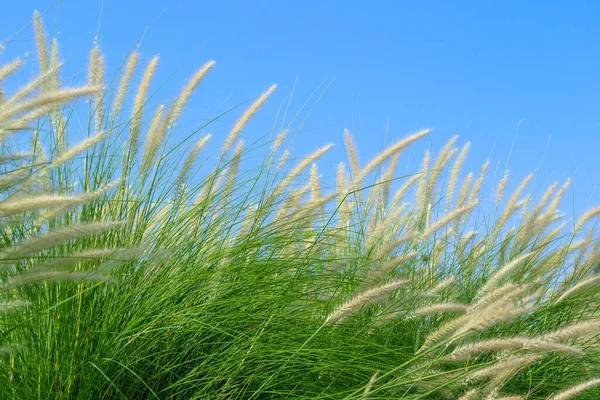 Fourtain Grass Imperata Cylindrica Beauv Feather Grass Nature Agent Blue — Stock Photo, Image