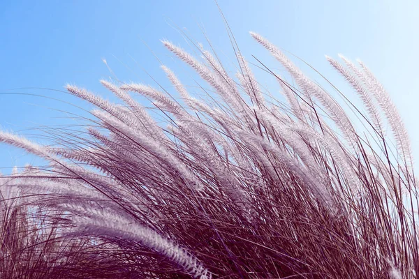 Imperata Cilinddrica Beauv Fourtain Erba Erba Piuma Natura Agente Cielo — Foto Stock