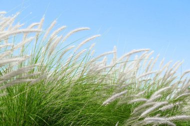 Fourtain grass ya da Imperata silindiri Tüylü otların Beauv 'u doğa ajanı mavi gökyüzünde