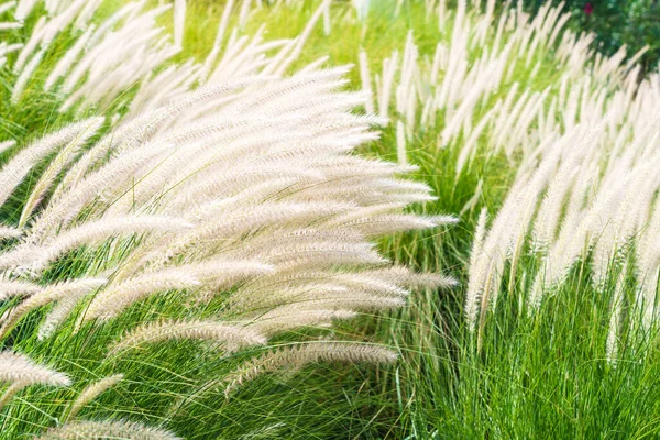 Imperata Cylindrica Beauv Fourtain Herbe Plume Dans Nature — Photo