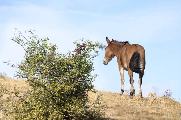 Caballos pastando en la colina —  Fotos de Stock