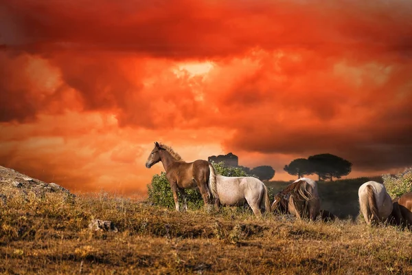 Pferde weiden am Feuer Sonnenuntergang — Stockfoto