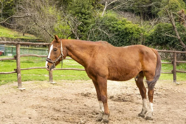 El caballo de Baio descansa en la valla —  Fotos de Stock