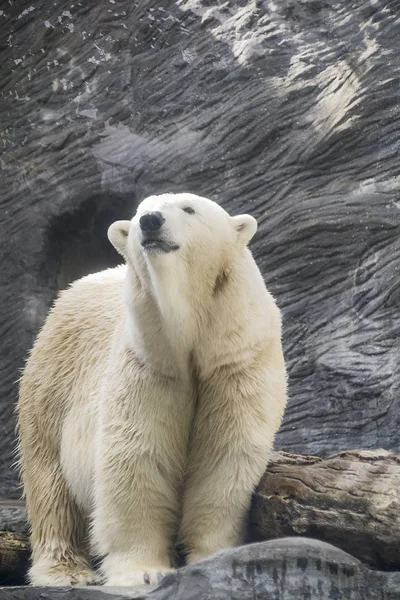 White Bear Rocks — Stock Photo, Image