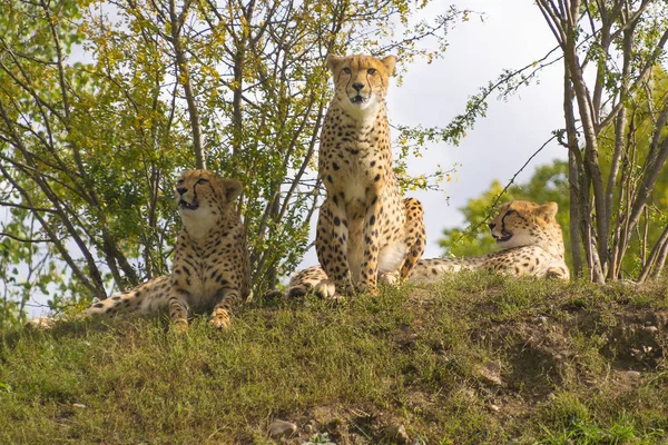 Cheetah Uma Colina Vigia — Fotografia de Stock