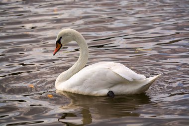 Moldavan suyunda Kuğu Yüzüşü
