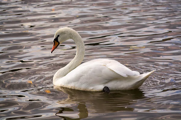 Swan Simma Moldavans Vatten — Stockfoto