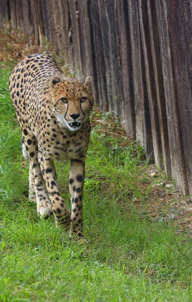 Ghepard Merge Lungul Unui Gard — Fotografie, imagine de stoc