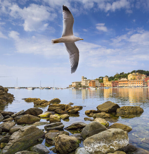 Seagull flies over the bay of silence in Sestri Levante