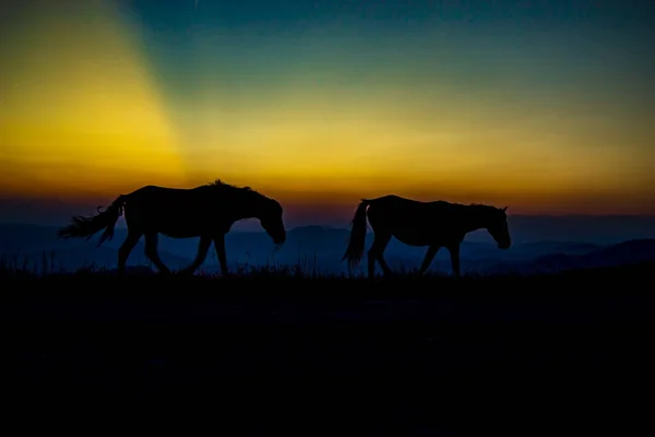 Caballo Camina Hacia Horizonte —  Fotos de Stock