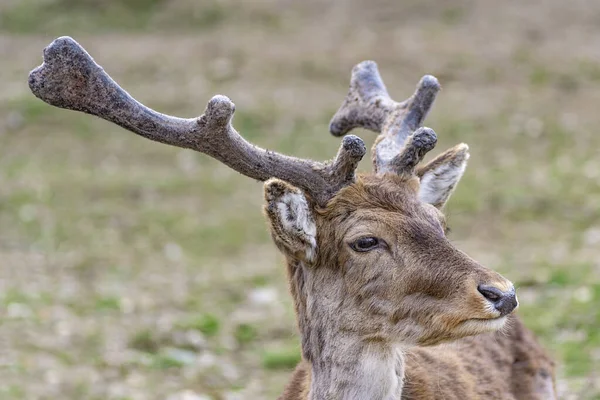 Gros Plan Jeune Cerf Jachère — Photo