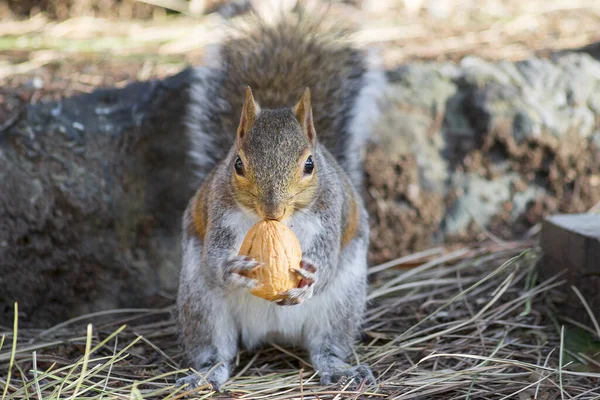 Squirrel Eats Nut — Stock Photo, Image