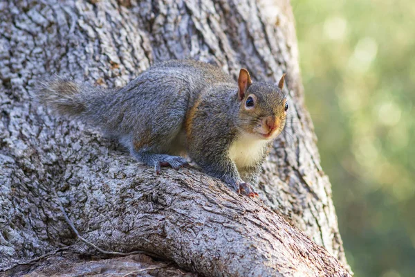 Squirrel Tree Branch — Stock Photo, Image