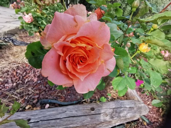 Rose Dans Parc — Photo