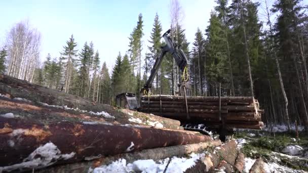 Weergave voor logger ladingen geoogste trunks in bos — Stockvideo