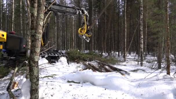 Лісове господарство. Вид на ялиновий стовбур лісоруба — стокове відео