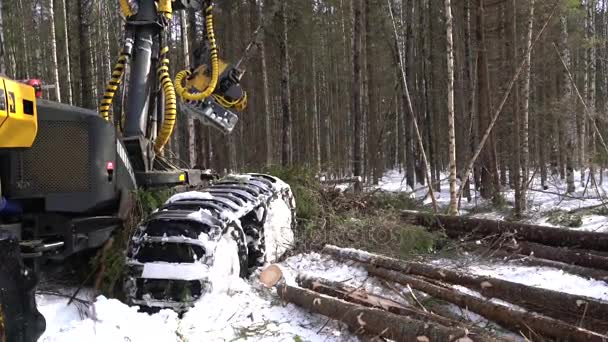 Vista del cargador de troncos ocupado trabajando en el bosque — Vídeo de stock