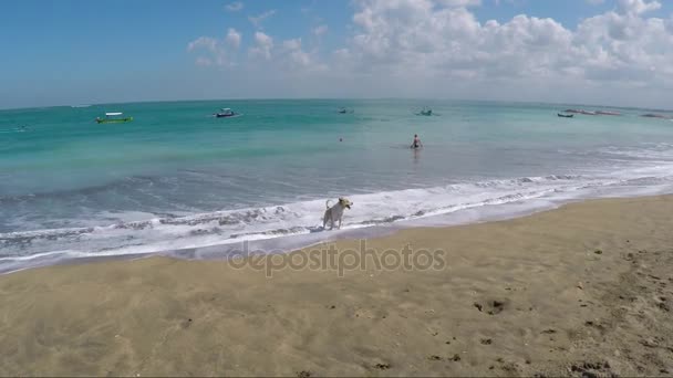 Vista de un lindo perro en la playa. Bali, Indonesia — Vídeo de stock