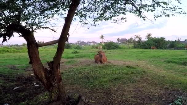 Vista de vaca encontra-se no chão e mastiga grama — Vídeo de Stock