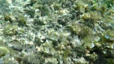 Mercan kayalığı koloniye sualtı kelime