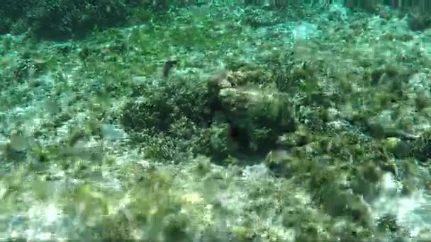 Unterwasseraufnahme von Korallenriffen — Stockvideo