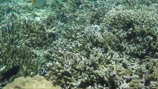 Colpo subacqueo di barriera corallina, pesci tropicali e piante — Video Stock