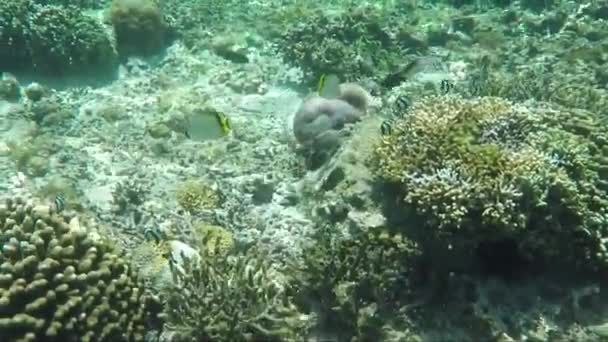 サンゴ礁の水中調査 — ストック動画